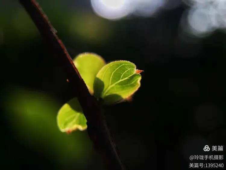 一抹新绿